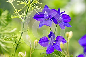Consolida regalis in bloom, dark violet purple flowers