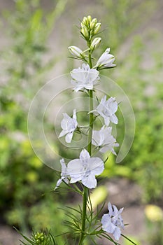 Consolida regalis in bloom, white light blue flowers