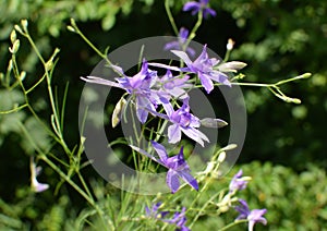 Consolida regalis blooms in the field