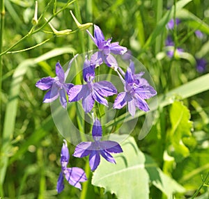 Consolida regalis blooms in the field