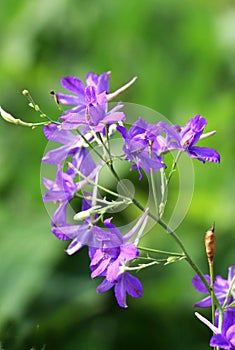 Consolida regalis blooms in the field