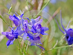 Consolida regalis, blue flowers in natural conditions