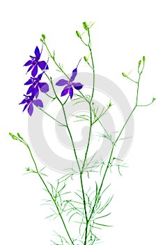 Consolida regalis. Blue wild flower. Isolated on a white