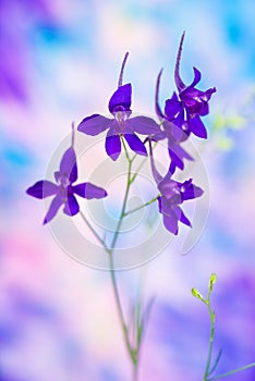 Consolida regalis. Blue wild flower. Isolated on a white