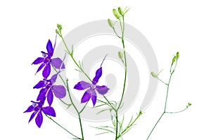 Consolida regalis. Blue wild flower. Isolated on a white