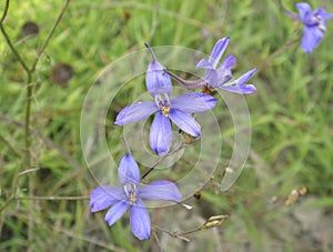 Consolida regalis close up