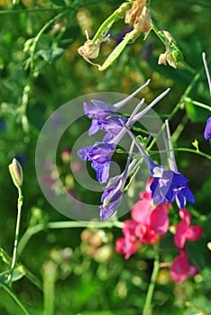 Consolida regalis Forking Larkspur, Rocket-larkspur, Field larkspur blue flowers, close up detail, soft greengrass and pink