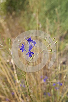 Consolida regalis plant in bloom