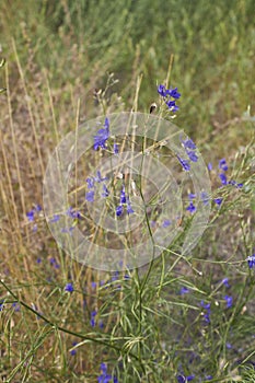 Consolida regalis plant in bloom