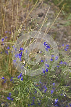 Consolida regalis plant in bloom