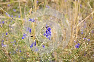 Consolida regalis plant in bloom