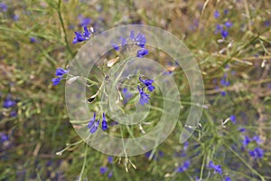 Consolida regalis plant in bloom