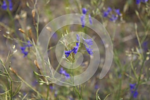 Consolida regalis plant in bloom