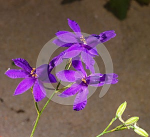 Consolida regalis - purple flowers of a steppe plant