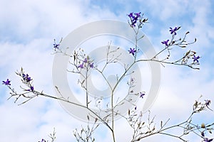 Consolida regalis, Ranunculaceae.