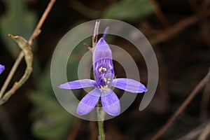 Consolida regalis, Ranunculaceae.