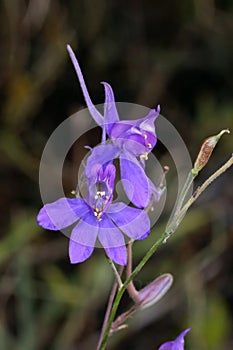 Consolida regalis, Ranunculaceae.