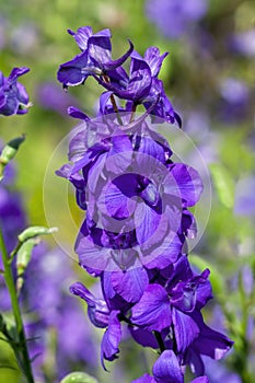 Consolida regalis var paniculatum