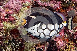 Conspicillum clown trigger fish in maldives