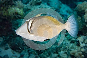 Conspicillum clown trigger fish in maldives