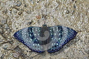 Constable, Dichorragia nesimachus, Namdapha Tiger Reserve, Arunachal Pradesh, India