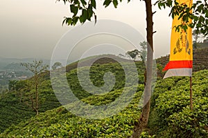 Tea plants near Ceto Temple in Central Java photo