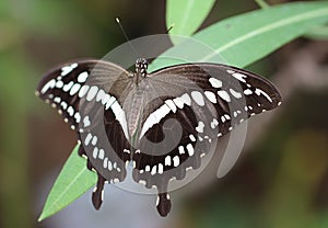 Constantine's swallowtail - (Papilio constantinus)
