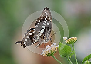 Constantines Swallowtail