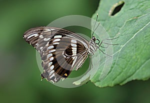 Constantines Swallowtail