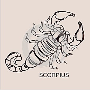 Constellation Scorpius illustration