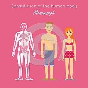 Constitution of Human Body. Mesomorph. Vector