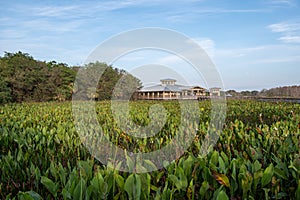 Constructed wetlands of Green Cay Nature Center at sunrise.