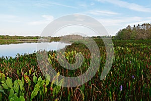 Constructed wetlands of Green Cay Nature Center at sunrise.