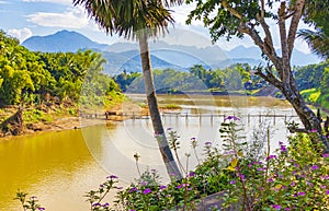 Construction of Bamboo Bridge over Mekong River Luang Prabang Laos