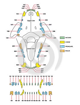 Construction of a cats teeth dental formula