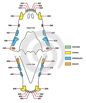 Construction of a cats teeth dental formula