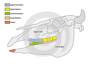 Construction of a cattle tooth dental formula