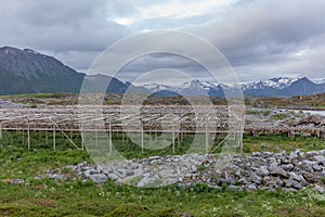 Construction for drying codfishes in Norway Lofoten Islands. Photo taken during midnight midnight sun