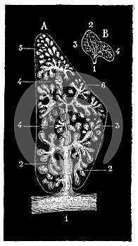 Construction of the lobules lobuli pulmonalis.