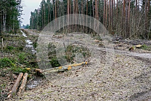 Construction of a new road and new powerline through the forest by cutting down trees, logging
