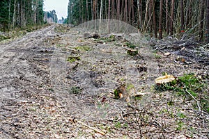 Construction of a new road and new powerline through the forest by cutting down trees, logging