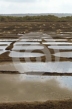 construction of rice fields with chemical fertilizer