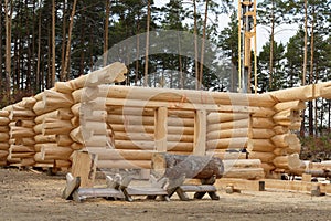 The construction site of a wooden house. Traditional log cabin built from wood logs. Cottage house design