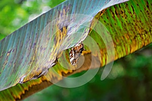 A consul fabius butterfly hanging on the banana leaf photo