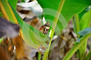 A Consul Fabius butterfly perched on the banana leaf photo