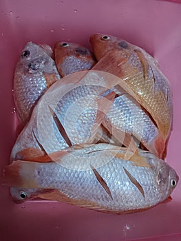 Consumable Fresh Tilapia Fish for Frying photo