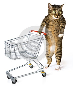 Consumer cat