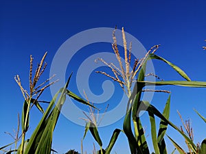 Corn in field on blie sky photo