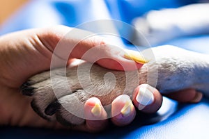 Contact between dog paw and human hand