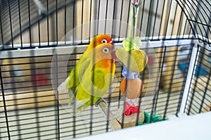 Contact Zoo. Lovely lovebirds are sitting in a cage